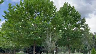 Huge Sycamore Trees For Sale The Tree Planters