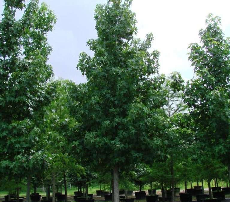 SWEETGUM