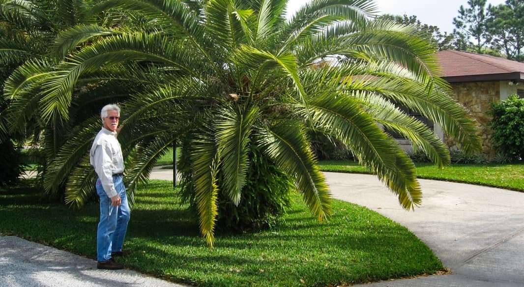 The Tree Planters Advice on How to  Fertilize Your Palm Trees