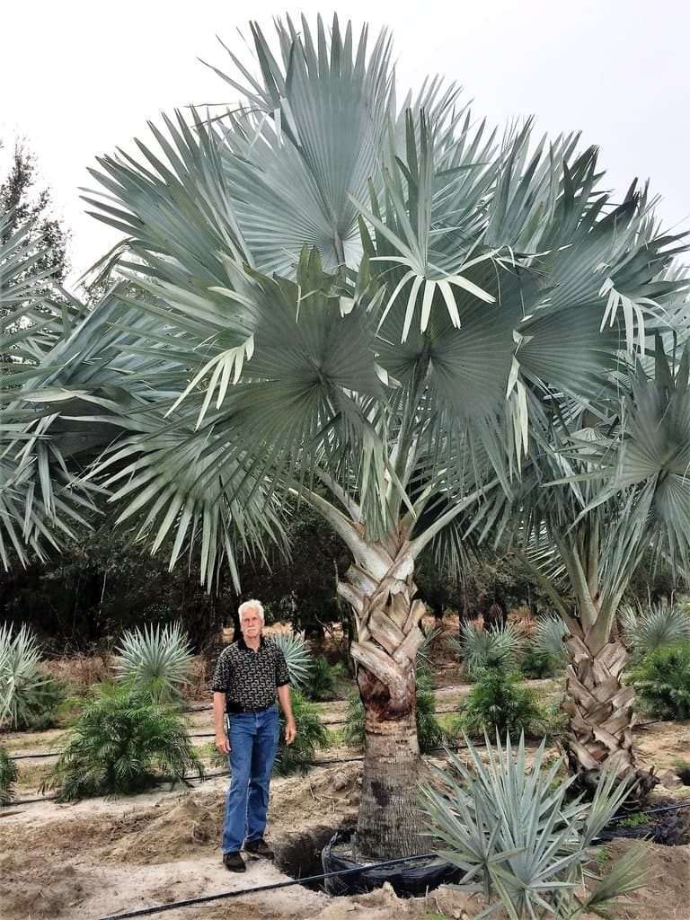 Four Of Central Floridas Best Exotic Palms For Your Landscape The