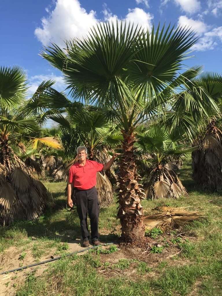 Washingtonia palms