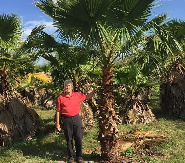 WASHINGTONIA PALM