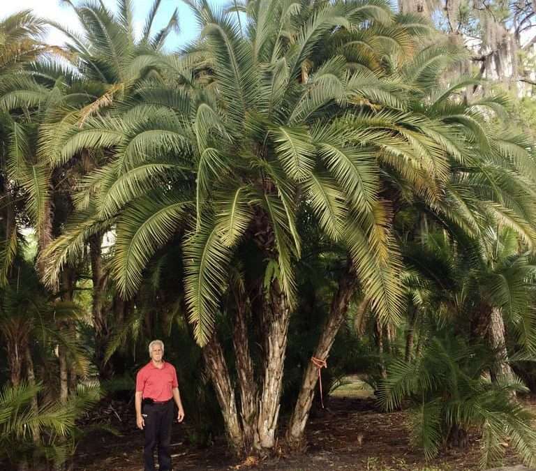 Four of Central Florida’s Best Exotic Palms For Your Landscape
