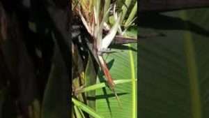 Bird of Paradise/Dragon Tree Growing Together