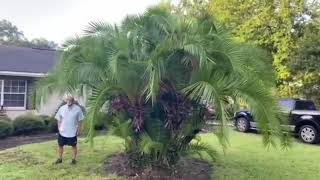 Reclinata Palm Before and After Trimming For Sale