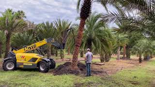 Pulling a Large Sylvester Palm