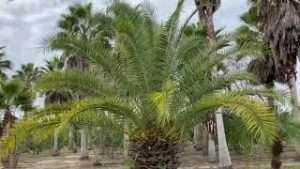 Canary Island Date Palm 5 -7- 9 ft
