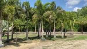 Foxtail Palms Farm