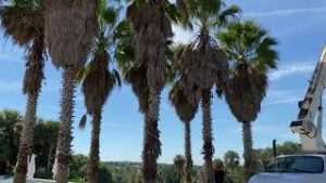 Washingtonia Palm Replacement