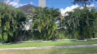 Areca Palm Screen Tampa