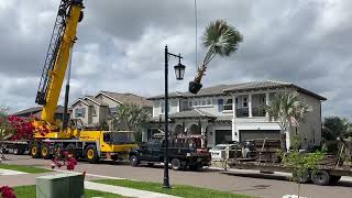 Crane Lifting Tree Over House