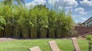 Asian Lemon Bamboo Screen & Christmas Palms Planting After