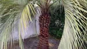 Pindo Palms Trimmed