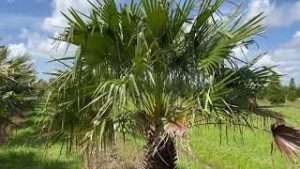Chinese Fan Palm/Livistona fulva