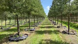 Italian Cypress Field/Many Sizes