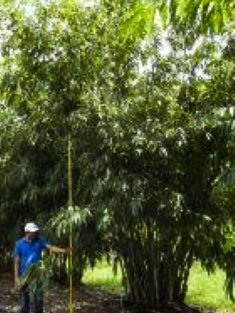 Angel Mist Bamboo - Great for privacy hedges. Call The Tree Planters Today!