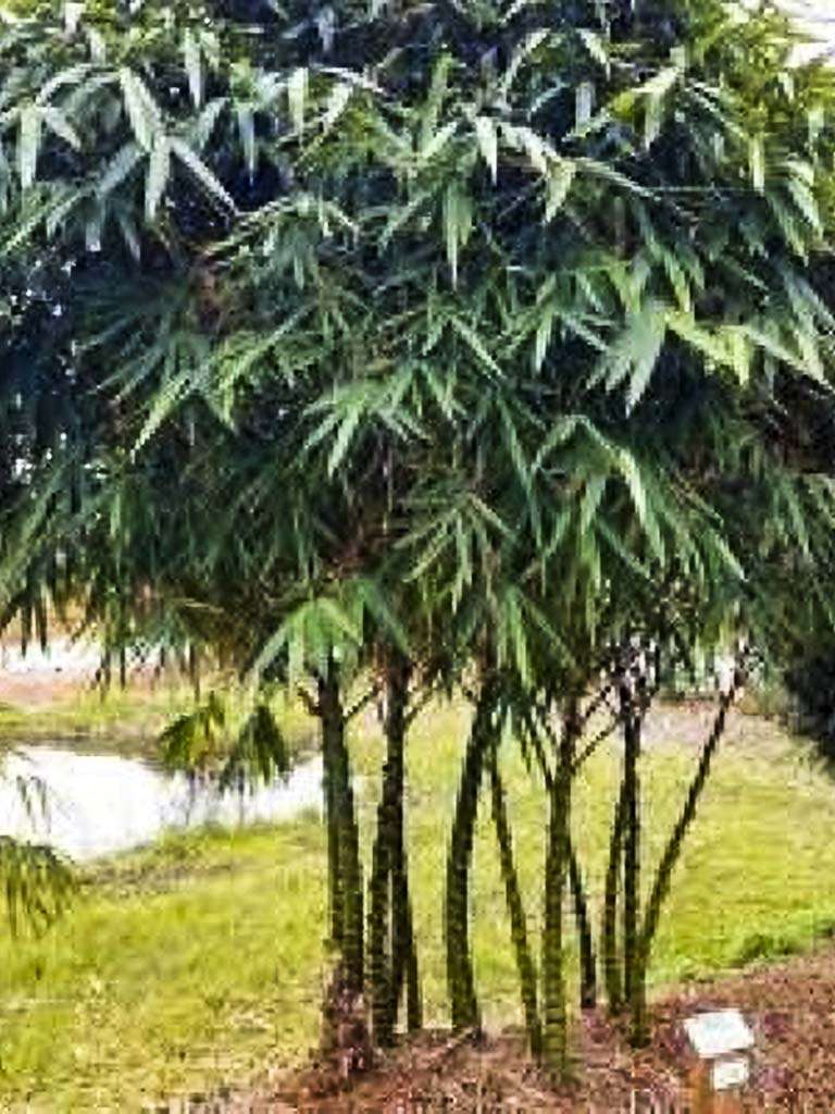Dwarf Buddha Belly Bamboo - Great for privacy hedges. Call The Tree Planters Today!