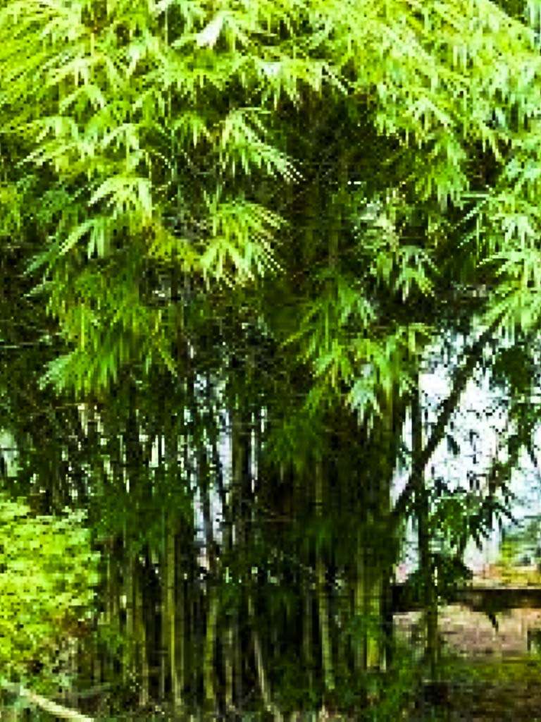 Graceful Bamboo - Great for privacy screens. Call The Tree Planters Today!
