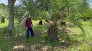 New Field of Pindo Palms 8-13 ft