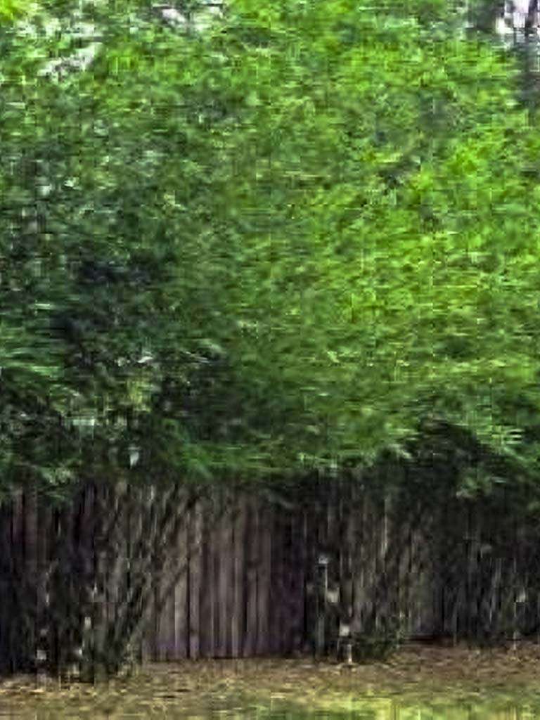 Seabreeze Bamboo - Great for privacy screens. Call The Tree Planters Today!