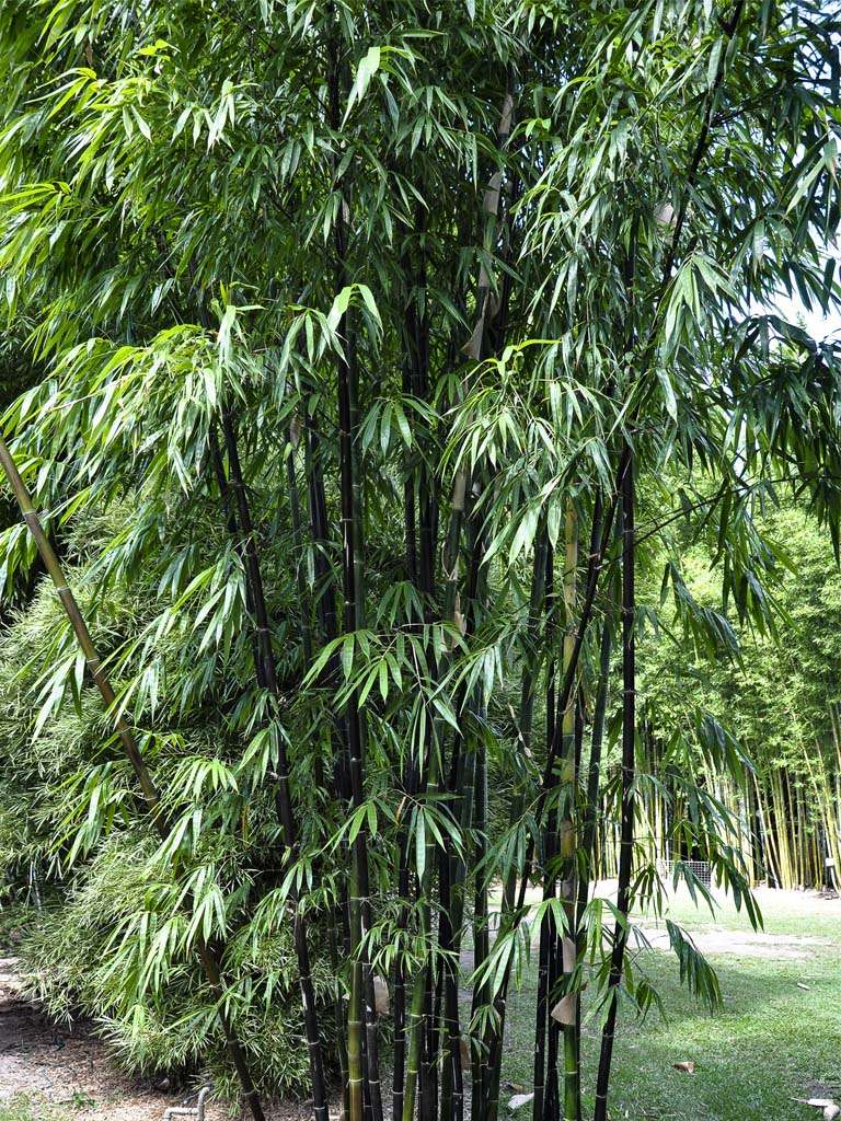 Timor Black Bamboo - Great for privacy screens. Call The Tree Planters Today!