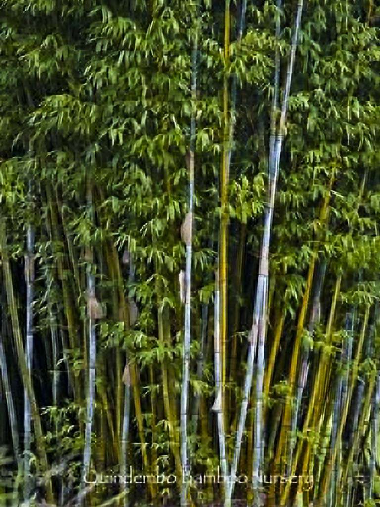 Tropical Blue Bamboo - Great for privacy screens. Call The Tree Planters Today!