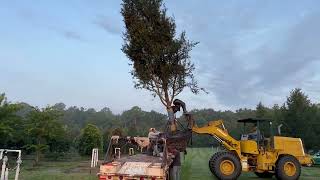 Oak Tree 30' Loading For Delivery