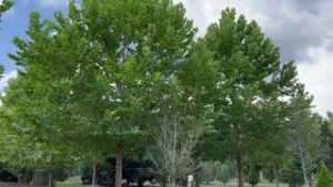 Huge Sycamore Trees For Sale
