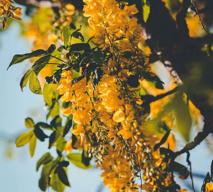 GOLDEN RAIN TREE