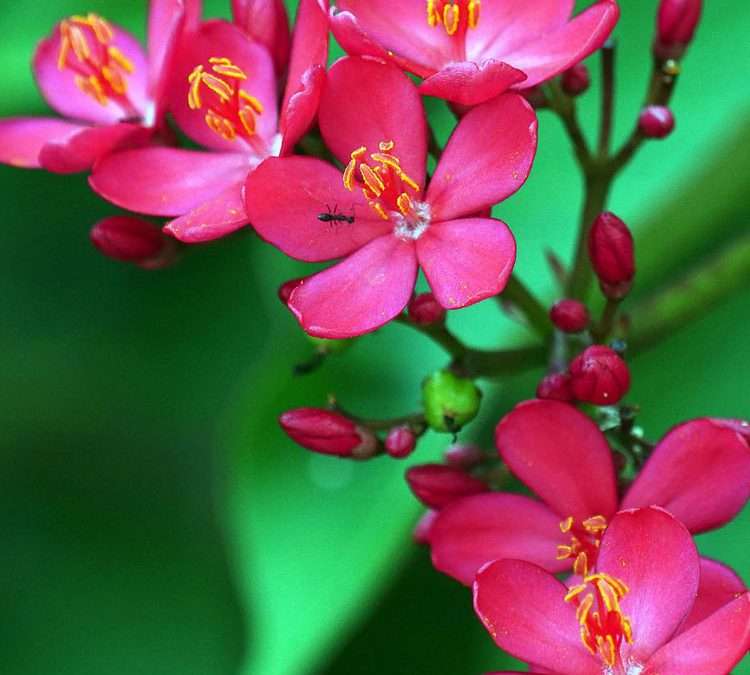 JATROPHA TREE