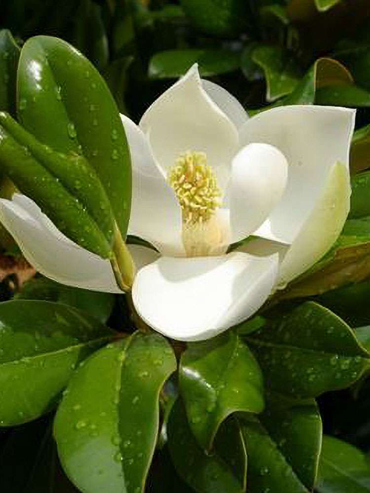 Little Gem Magnolia