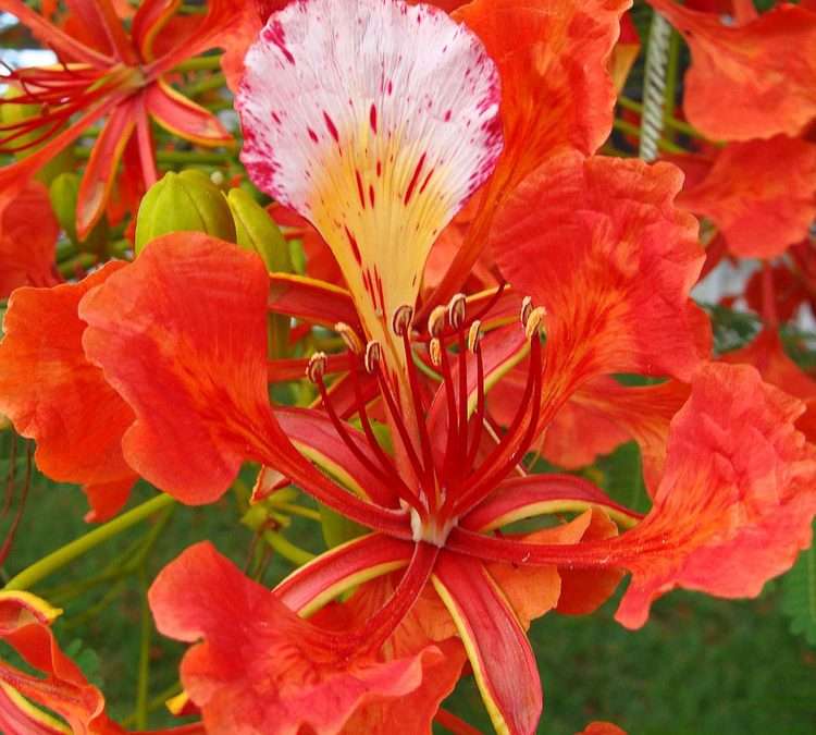 ROYAL POINCIANA