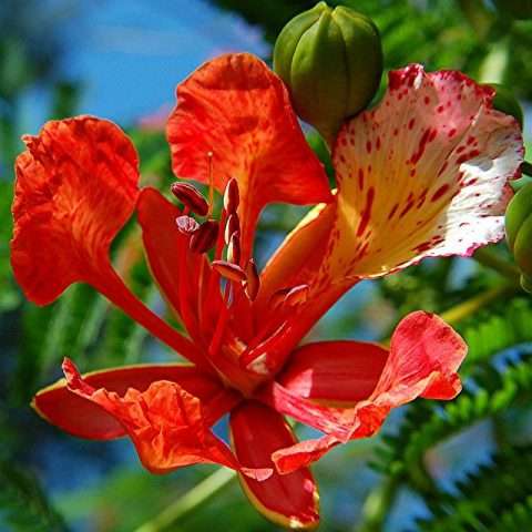 Royal Poinciana - The Tree Planters