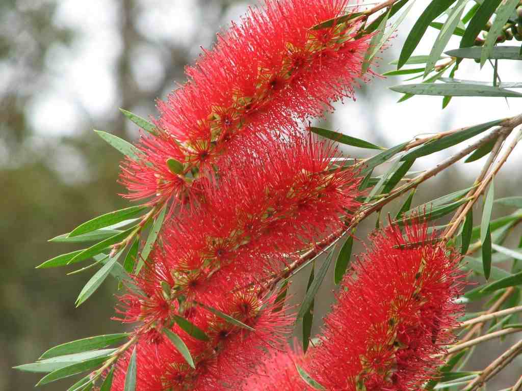 Weeping Bottle Brush Tree - The Tree Planters