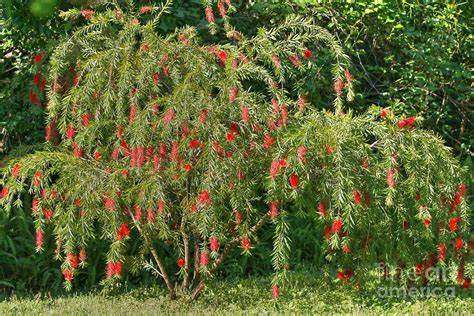 Weeping Bottle Brush Tree from The Tree Planters