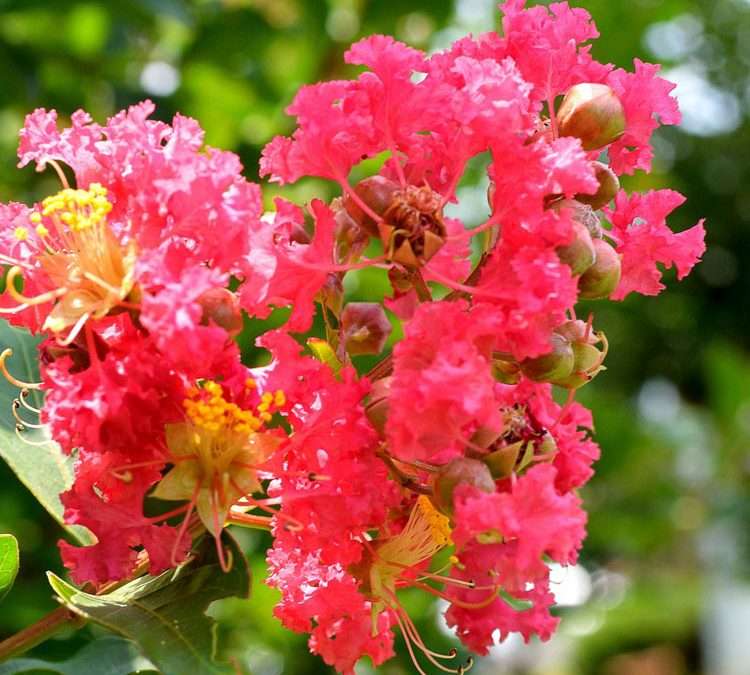 CREPE MYRTLE