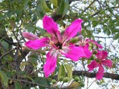 Floss Silk Tree - The Tree Planters