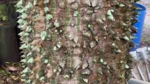 Floss Silk Tree/Unusual Trees