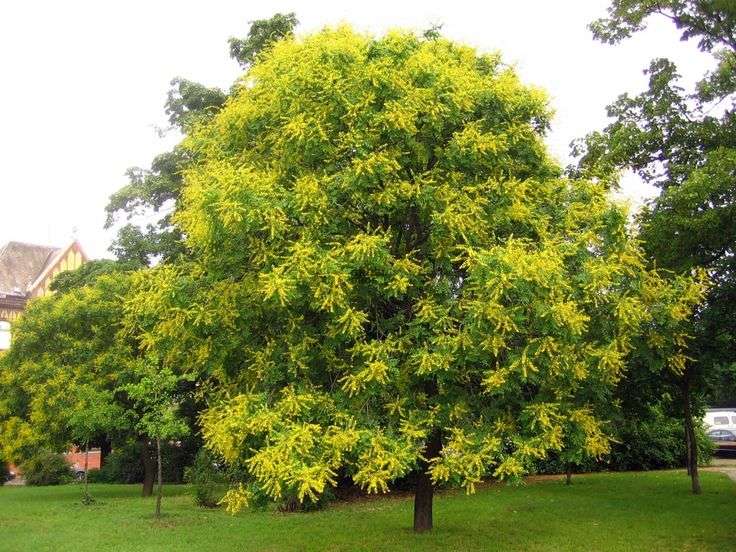 Golden Rain Tree - The Tree Planters