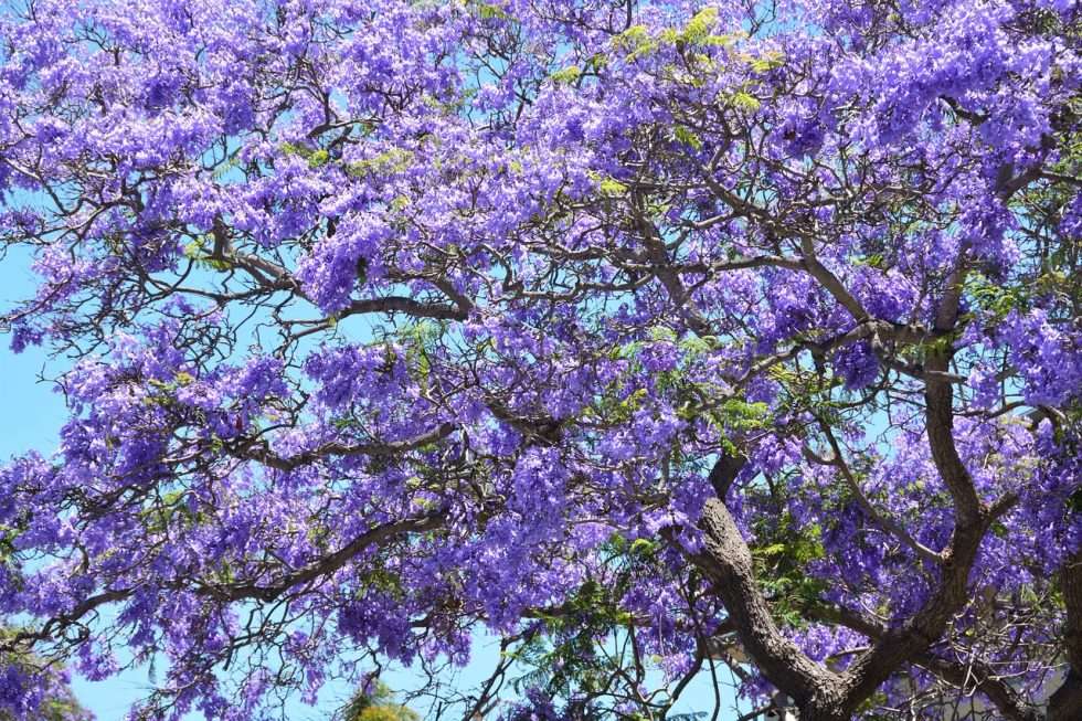 Jacaranda Tree - The Tree Planters