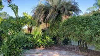 Privacy With Trees, Trees, and More Trees/Large Palms and Trees/My Back Courtyard