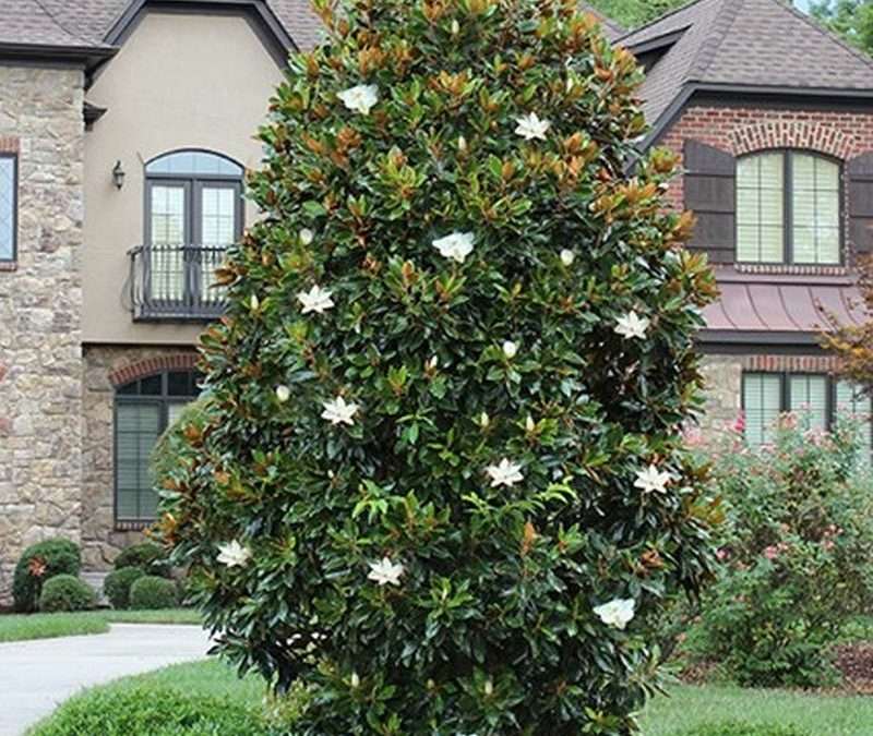 MAGNOLIA TREE (Southern)