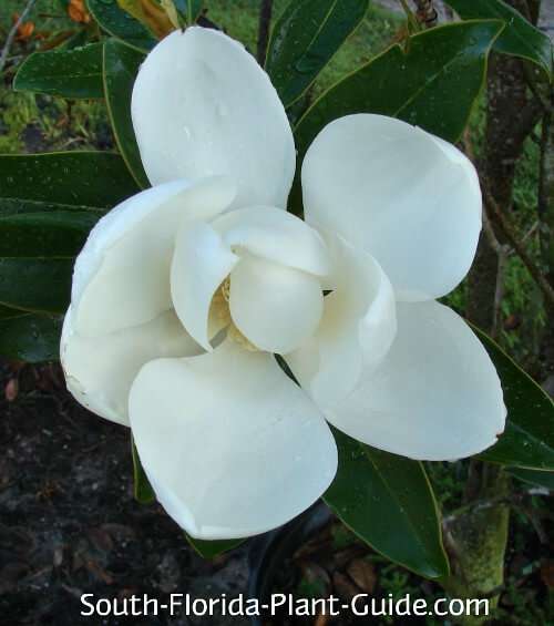 Little Gem Magnolia - The Tree Planters