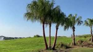 Triple Ribbon Palm Planted on Golf Course