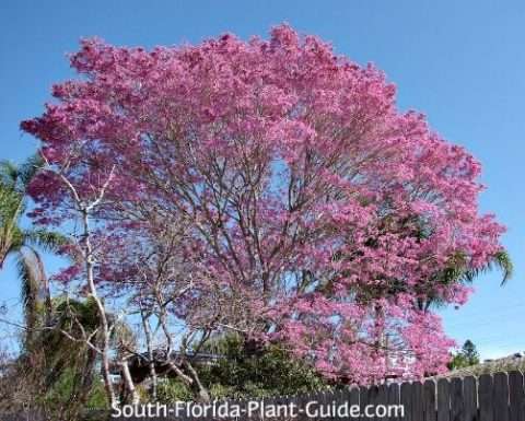 Tabebuia Tree - The Tree Planters