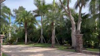 Royal Palms Planting
