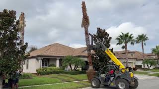 Washingtonia Palms Removal