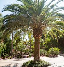 Magnificent Canary Island Date Palms