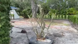 Cutting Back a Ligustrum Tree