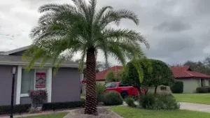 Sylvester Palm Planting in Sebring